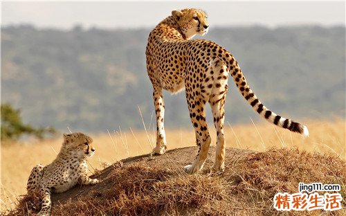 倒睫的诊断_倒睫的鉴别