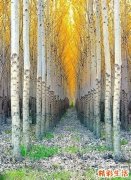 颞下颌关节脱位应该如何治疗？