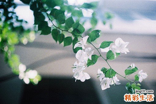 明色丝菌病 透明丝孢霉病