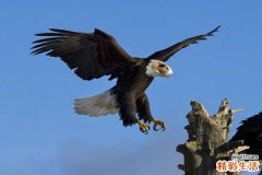 小儿洋地黄中毒可以并发哪些疾病？