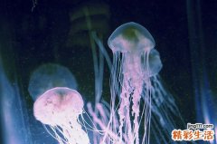 杜波组织胞浆菌病