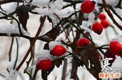 祝福语：2023小寒温馨祝福短信大全