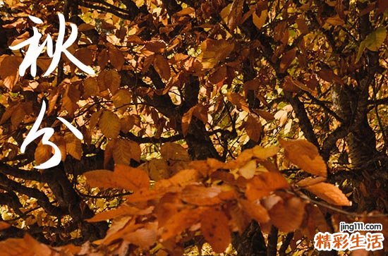 今年秋分是几月几日几时2024 白天秋分热死牛,晚上秋分凉飕飕