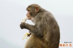 属猴人的性格特征 属猴人的爱情与财运