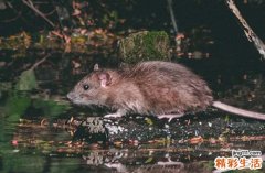 96属鼠一生转折点