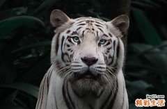 一家可以有二虎吗 两口子都属虎好吗