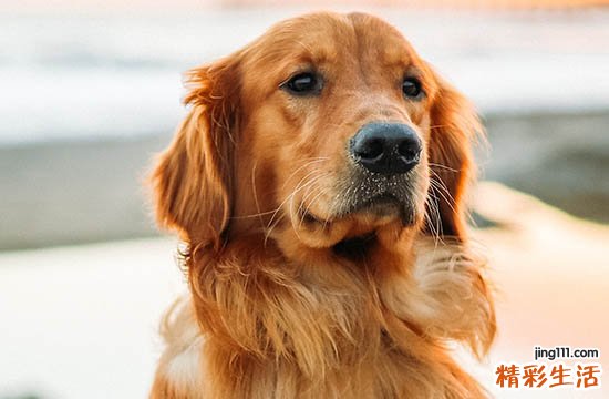 94属狗容易离婚年龄