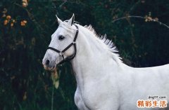 属马跟什么生肖不合2025 能化解吗