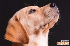 2025属狗相冲的属相是谁 怎么化解