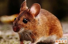 属鼠最不利的出生时辰 属鼠最不顺的年份