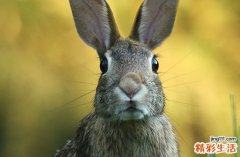 兔的第一贵人是谁