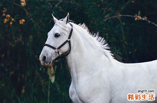 什么生肖压制属马人 属马人的软肋是什么