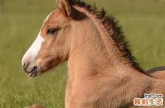 马的最佳三个贵人 关键时刻给予帮助的属马人贵人