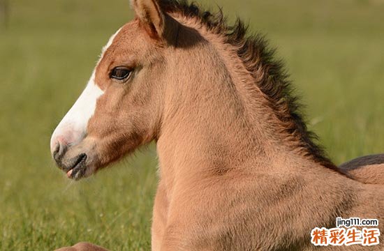 马的最佳三个贵人 关键时刻给予帮助的属马人贵人