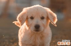 狗和猴子属相合不合财 狗和属猴在一起能创造财运吗