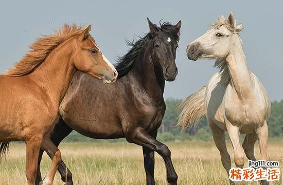 属马人一生中有五个贵人 属马人做什么生意最好