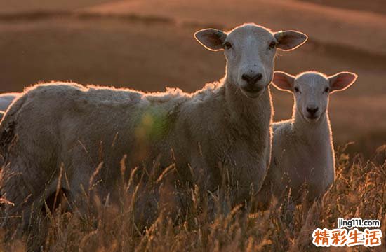 2024年属羊10月最佳的进新房吉日 2024年10月属羊进新房黄道吉日