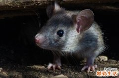 2024年10月属鼠乔迁黄道吉日 2024属鼠乔迁吉日一览表