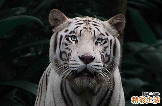 2024年属虎10月最佳的乔迁吉日 2024年10月属虎乔迁吉日一览表