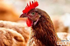 2024年10月属鸡乔迁吉日一览 2024年10月属鸡乔迁最佳的吉日