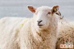 2024属羊最好的乔迁新居吉日10月 2024年10月属羊乔迁新居吉日一览表