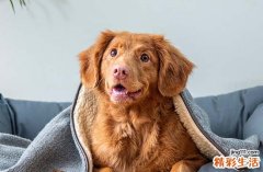 2024年10月属狗乔迁新居最佳的吉日 2024年10月属狗乔迁新居吉日一览表