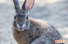 2024年10月属兔最好的入宅吉日 2024年10月属兔入宅黄道吉日