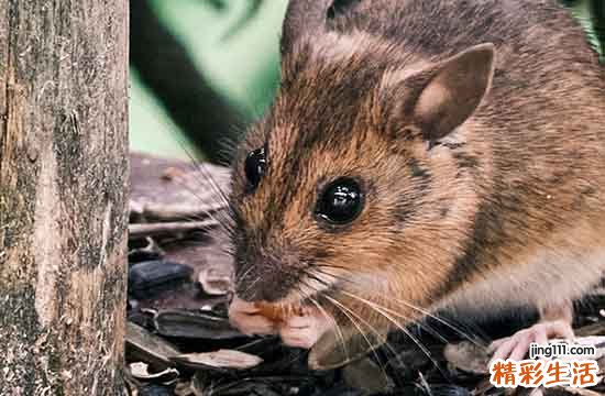 2024年10月属鼠新房入宅吉日一览 2024年10月属鼠新房入宅最佳的吉日