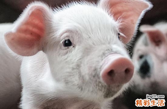 2024属猪最好的搬家入宅吉日10月 2024年10月属猪最好的搬家入宅吉日