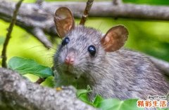 属鼠人的逐年运势 属鼠人一生运程