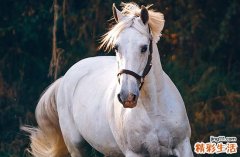 35岁有一劫属马90年