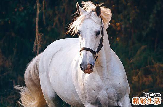 35岁有一劫属马90年
