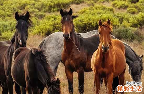 02年8月属马什么命运