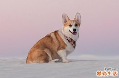 狗和猴属相性格合得来吗 狗和猴在性格中互补还是互斥