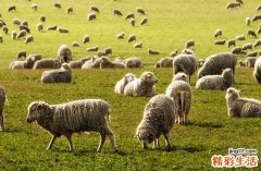 67年羊人今年每月运气如何