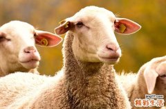 79年属羊哪年转大运