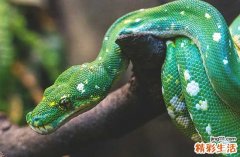 屬蛇的四大桃花年