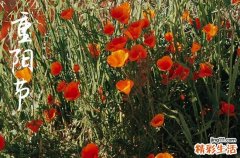 2024年今年重阳节是几月几号 2024年重阳节搬新家适合吗