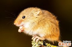 属鼠正缘出现在哪年 属鼠人婚姻配对表