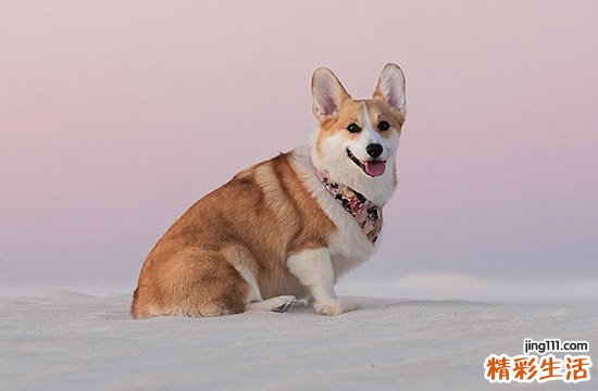 生肖狗2024年9月运势及运程详解 生肖狗2024年9月运势及运程如何