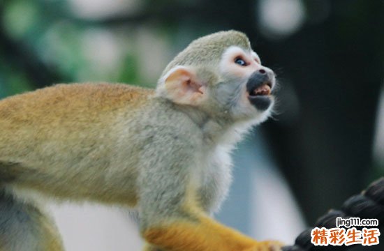 属猴女人最佳丈夫 属猴女最适合的属相是谁