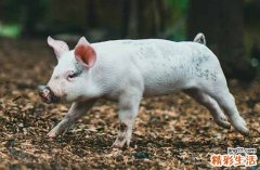 2024年属猪人9月份运势 属猪2024年9月的运势及运程