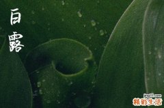 2024年白露在什么时间几点几分 白露采集“十样白”,是哪十样呢