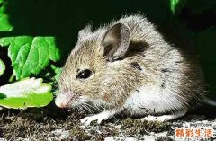 2025年屬鼠最佳下葬日子一覽 2025整年屬鼠下葬最佳吉日