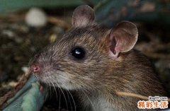 2025年属鼠安装窗帘吉日一览表 2025年属鼠安装窗帘黄道吉日一览