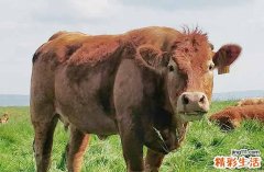 2025生肖牛安置床铺黄道吉日 2025属牛安置床铺吉日查询