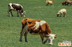 2025年屬牛開造陵墓黃道吉日一覽 2025年生肖牛最佳開造陵墓吉日一覽