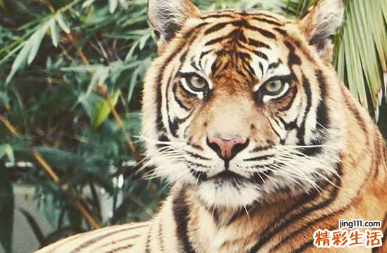 2025年属虎最佳入职日子一览 2025年属虎入职黄道吉日一览