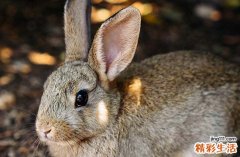 2025年屬兔最佳買鴨日子一覽 2025年屬兔最佳的買鴨日子