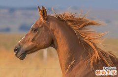 2025年屬馬最佳的修飾垣墻日子 2025整年屬馬修飾垣墻最佳吉日